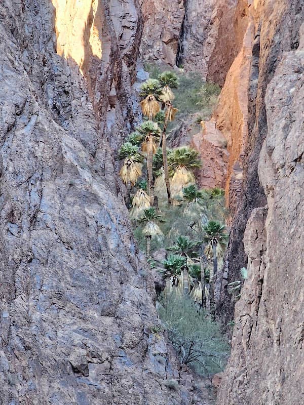 Palm Canyon, Kofa N.W.R. - Image 2