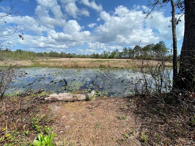 Lake Blossom Trail - Image 1
