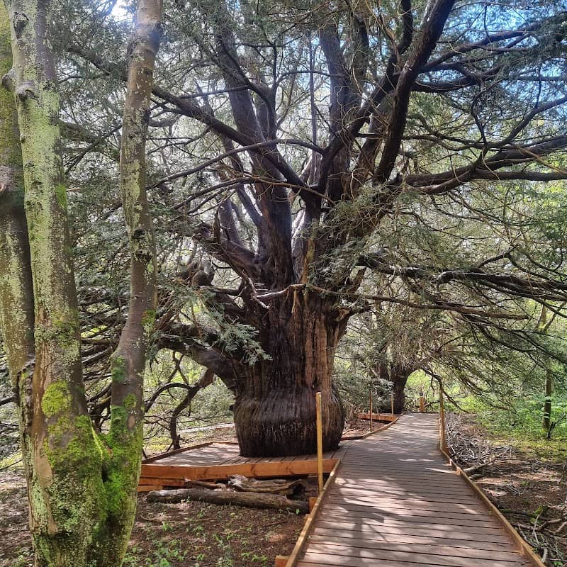 Newlands Corner - Image 2