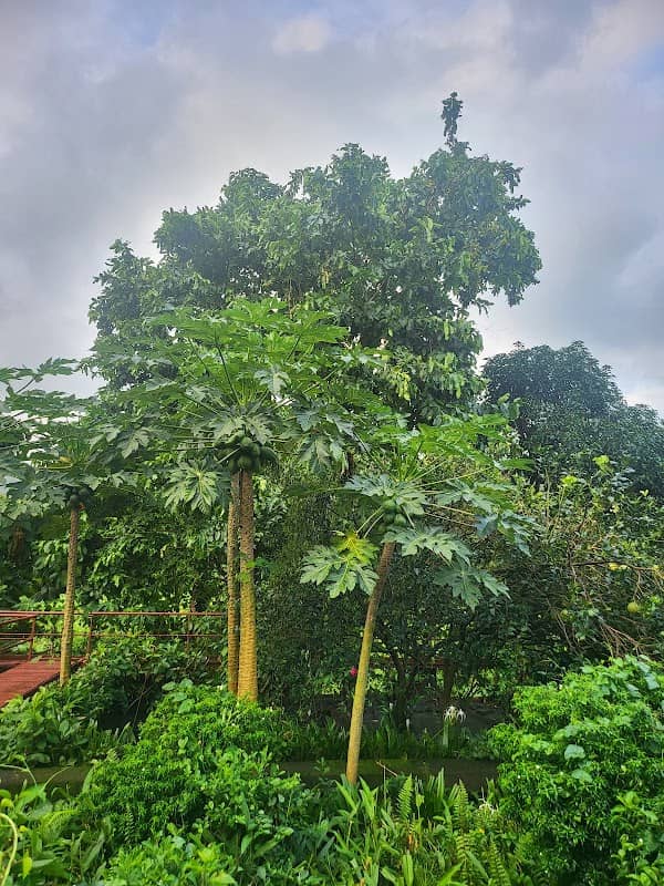 Flower Garden - Image 1