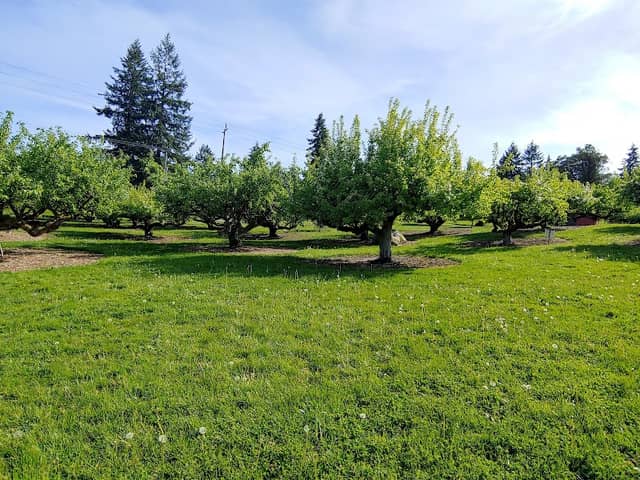 Curran Apple Orchard Park - Image 1