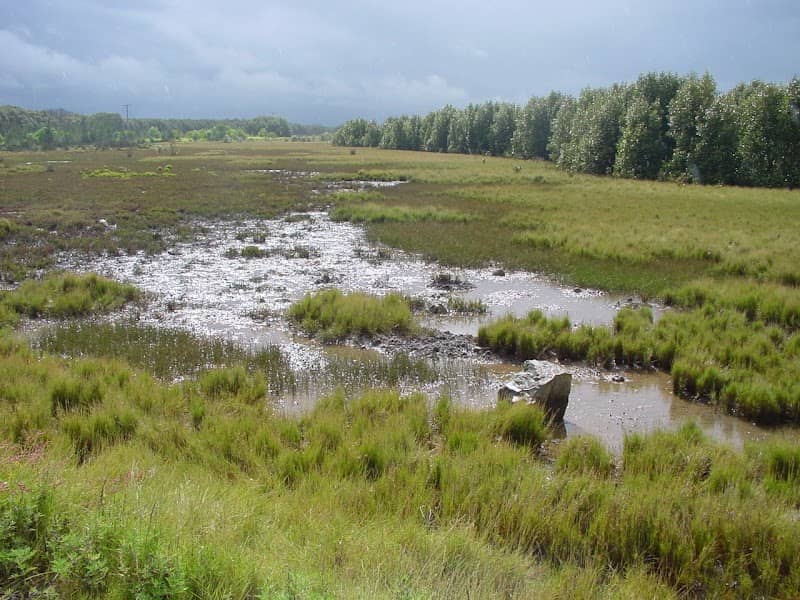 Kooragang Wetland Rehabilitation Project - Image 1