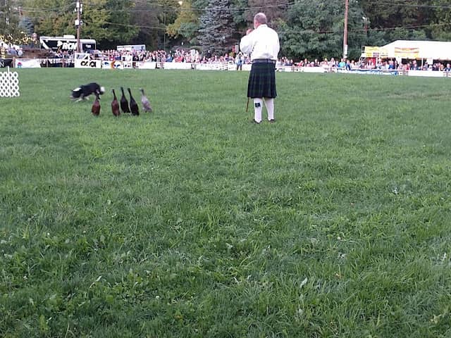 Celtic Classic Highland Games & Festival - Image 3