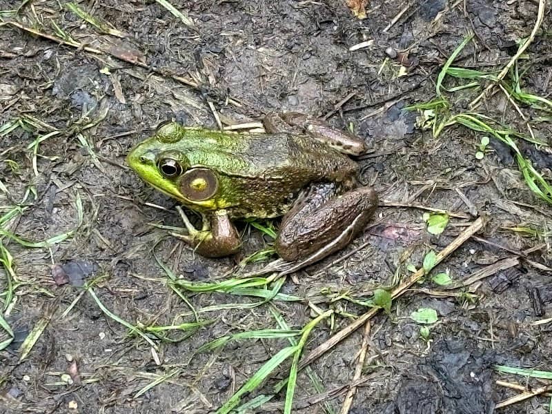 Selkirk Shores Frog Pond - Image 2