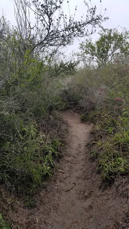 Harlingen Thicket - Image 2