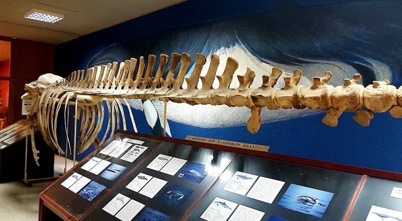 Museum of Paleontology and Geology - Image 1