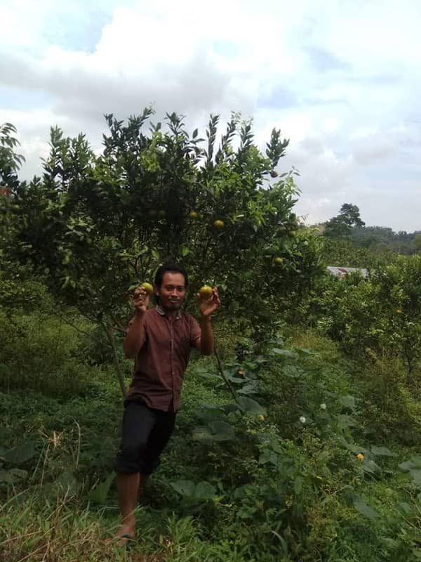 Kebun jeruk - Image 1