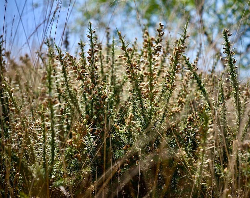 Dunyeats Nature Reserve - Image 2