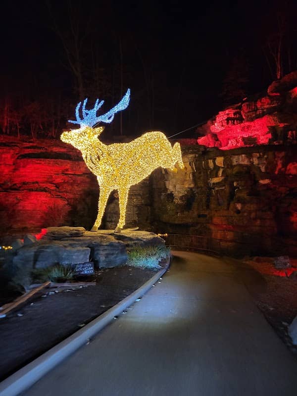 Nature at Night - Image 1