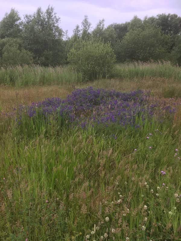 Middle Marsh Nature Reserve - Image 1