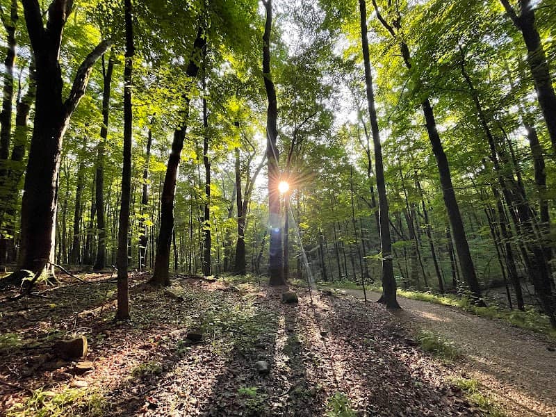 The West Woods - Image 2