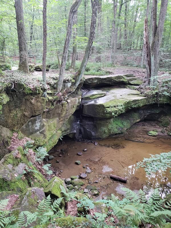 The West Woods - Image 1