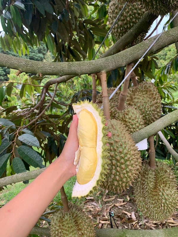 สวนทุเรียนพ่อช่วย Durian Premium ทุเรียนฐานแตก จ.พิษณุโลก - Image 1