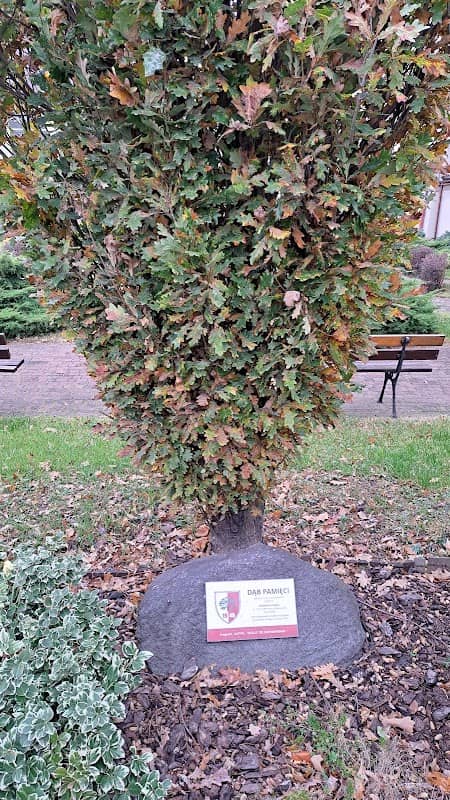 Dąb Pamięci - Image 1
