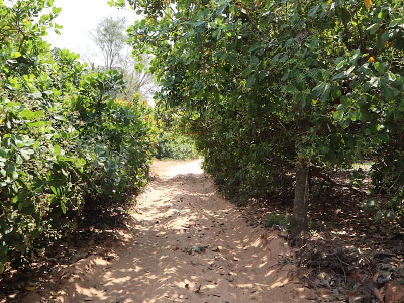 Cashew Apple Forest - Image 1