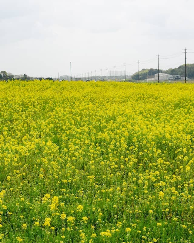 川合町 菜の花畑 - Image 1