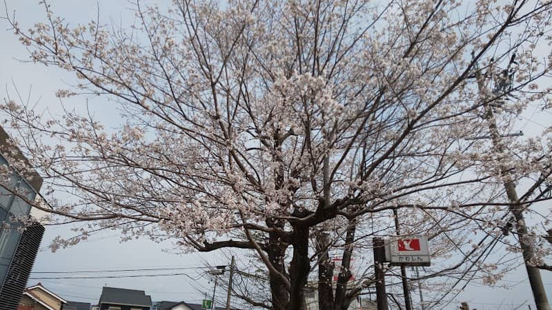 かわしんの桜 - Image 1