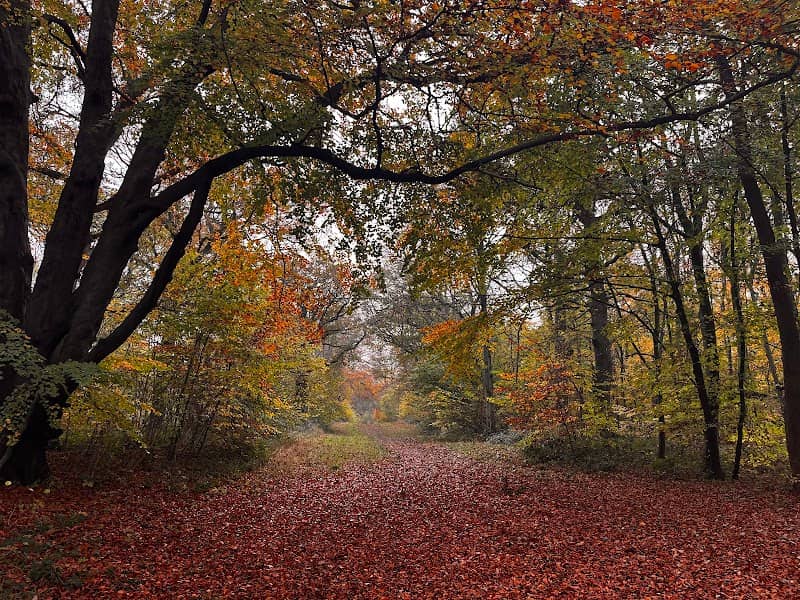 Wytham Woods - Image 1