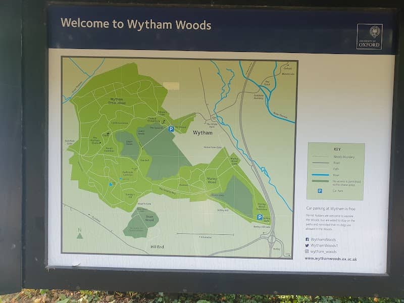 Wytham Woods - Image 2