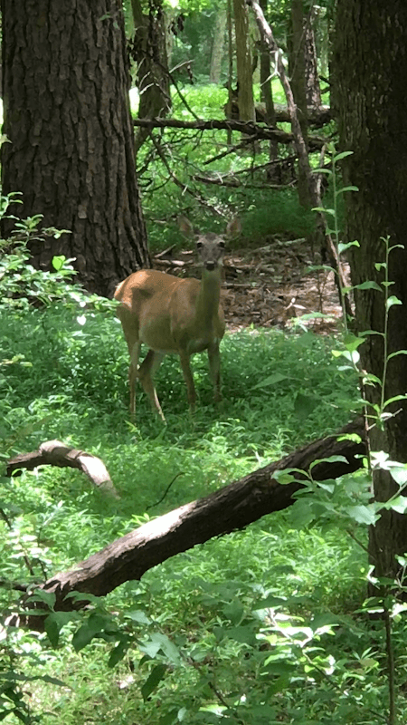 Chattahoochee River Environmental Education Center - Image 2
