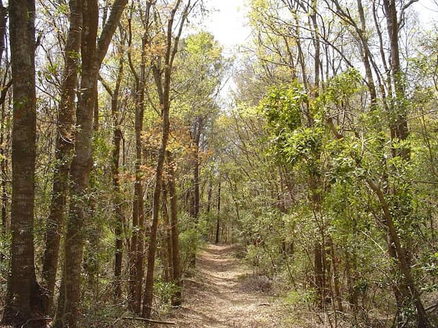 Buxton Woods Reserve - Image 1