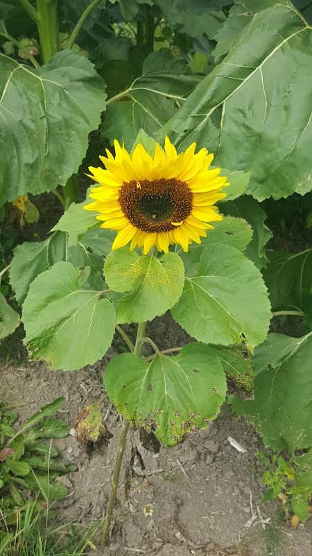 Sunflower Field - Image 1