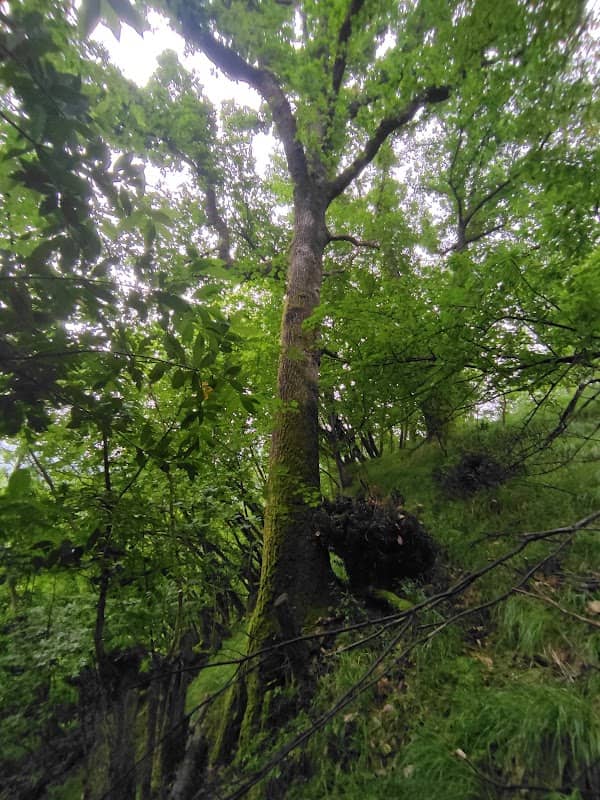 Quercia Secolare di Castagna Grossa (Roverella) - Image 1