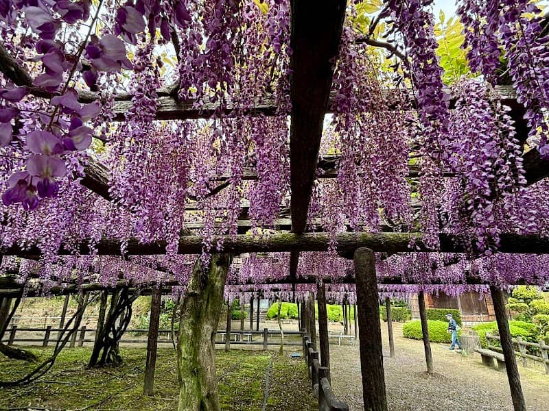 Wisteria at Moritsu Park - Image 1