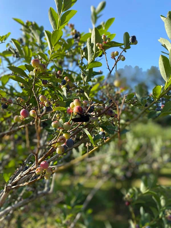 The Blueberry Place - Image 2