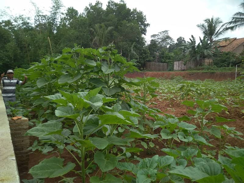 TAMAN BUNGA MONALISA - Image 1