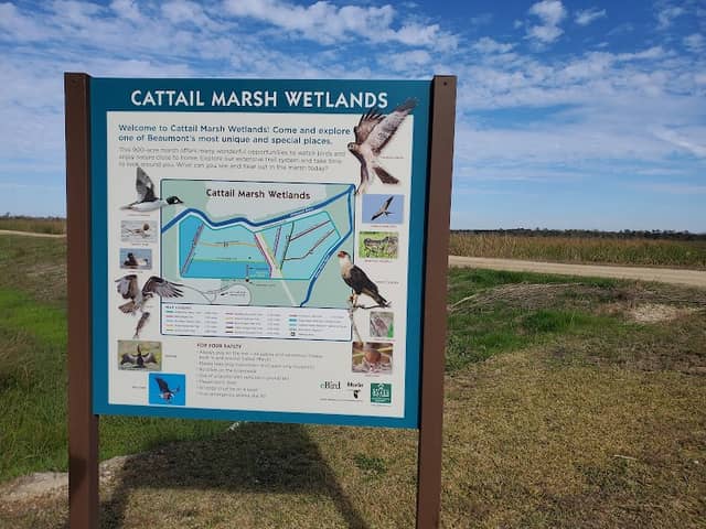 Cattail Marsh - Image 1