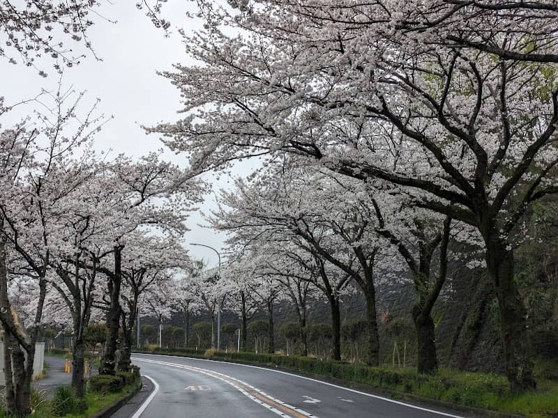 秦野さくらみち - Image 1