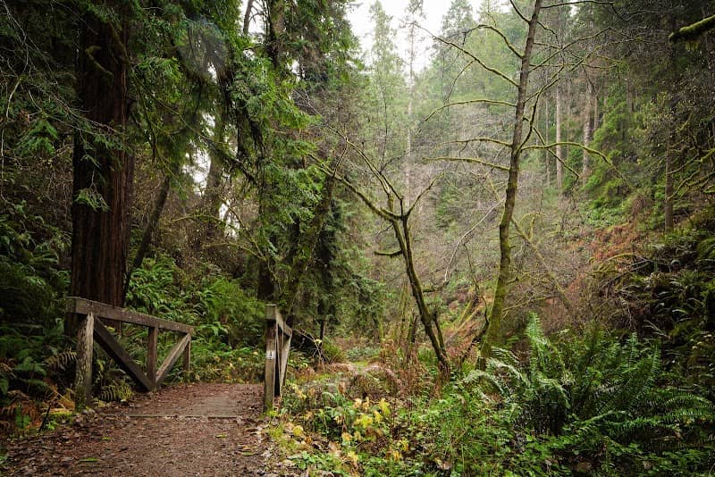 Van Damme State Park - Image 1