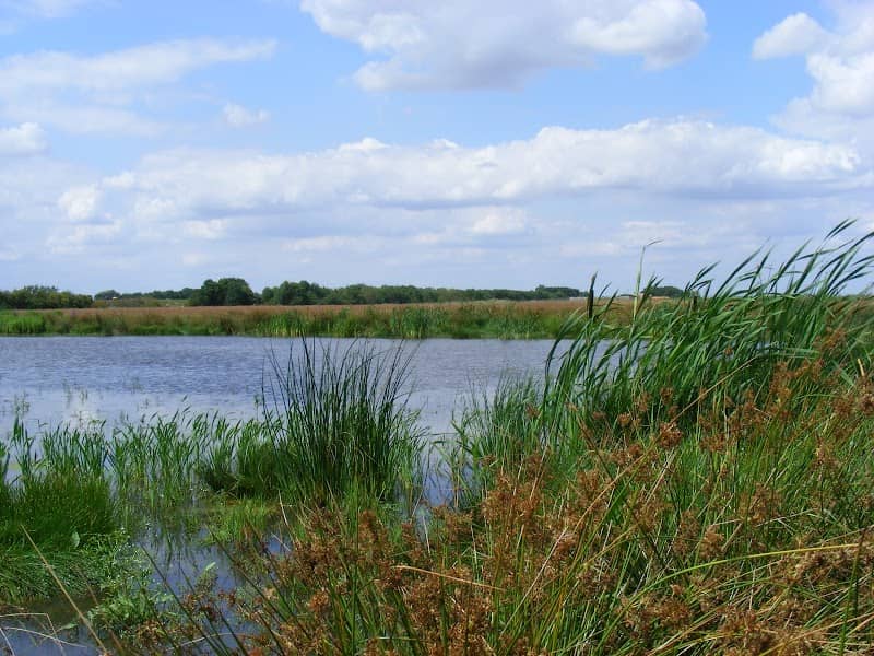 Willow Tree Fen - Image 1