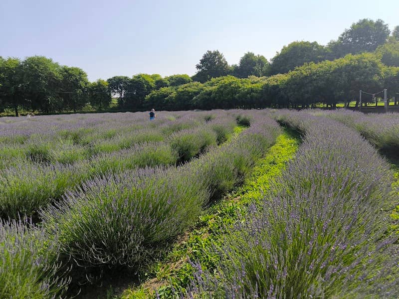 Labirinto di Lavanda - Image 1