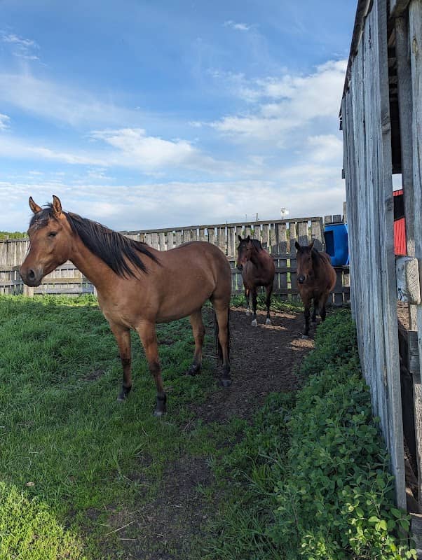 Wilder Farms - Horse boarding - Image 2