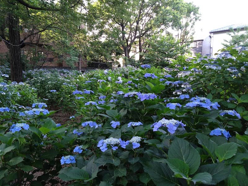 Ajisai Park - Image 1