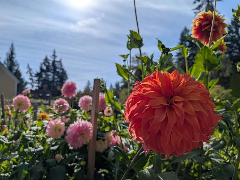 Sammamish Botanical Garden Society Heritage Garden - Image 2