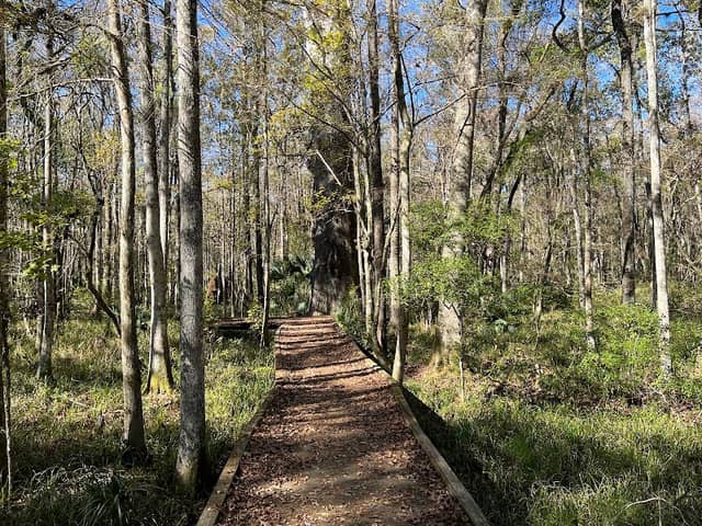 Big Cypress Boardwalk Trail (Goethe State Forest) - Image 1