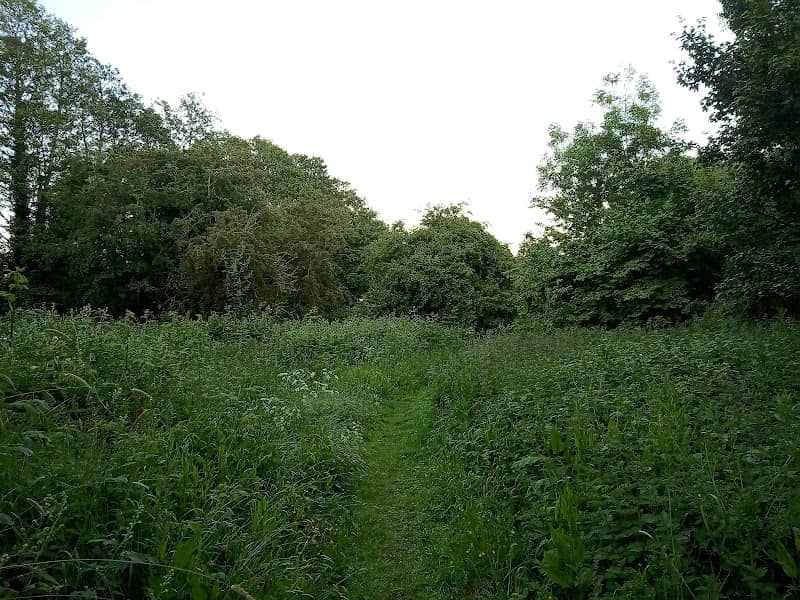 Kingsbury Meadow Local Nature Reserve - Image 2