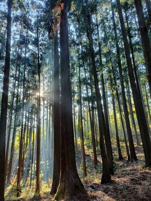 Malki Forest - Image 1