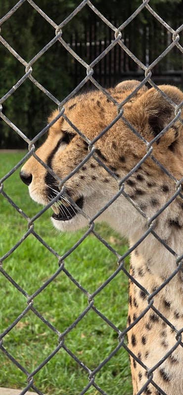 Cheetah Creek - Image 1