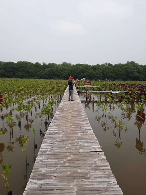 Hutan Mangrove PIK 2 - Image 1