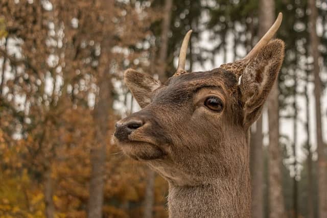 Wildpark Poing - Image 1