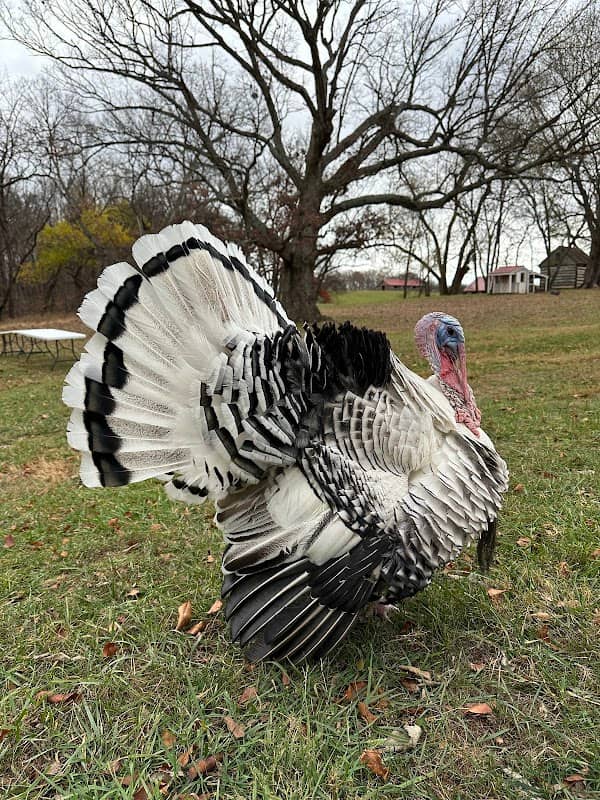 Poplar Spring Animal Sanctuary - Image 1