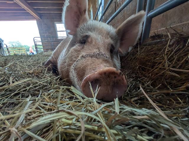 Poplar Spring Animal Sanctuary - Image 2