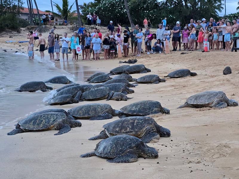 Sea turtle rest viewing point - Image 1