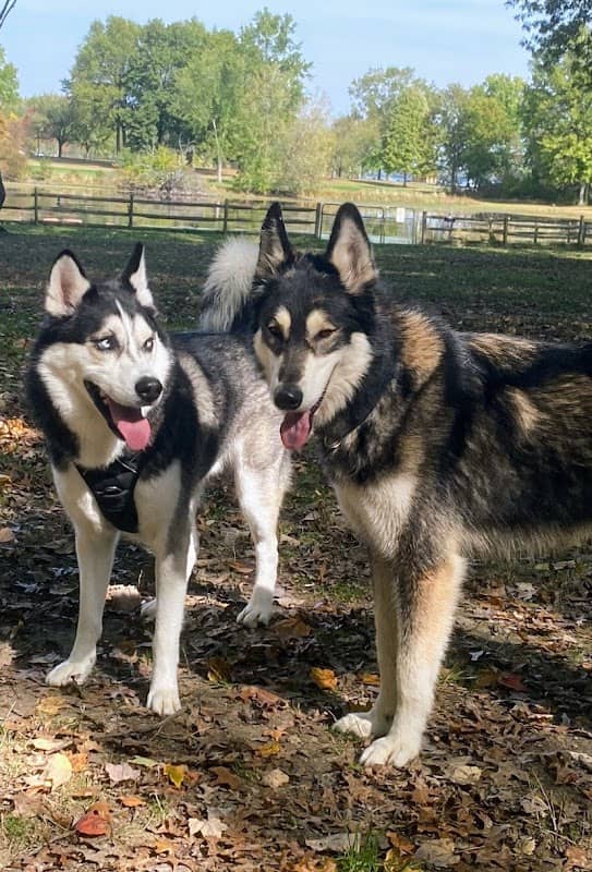 Lincoln Dog Park - Image 1