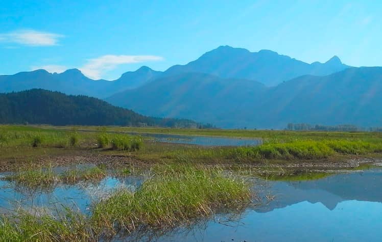 Widgeon Marsh Regional Park - Image 1