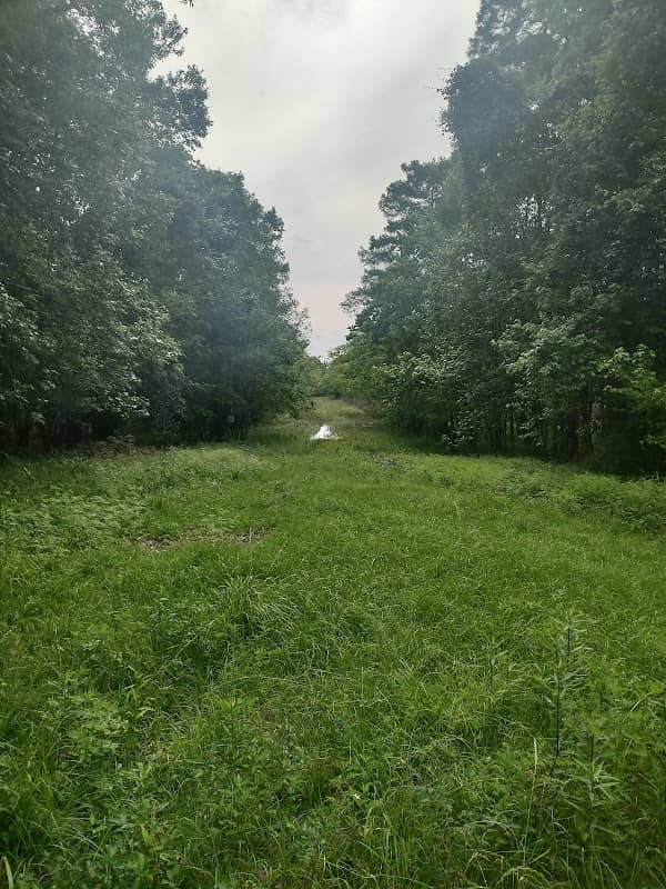 Treefrog Trailhead, Trinity River National Wildlife Refuge - Image 2